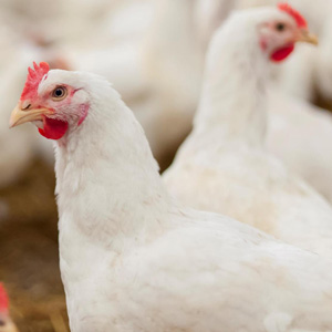 Poultry photo