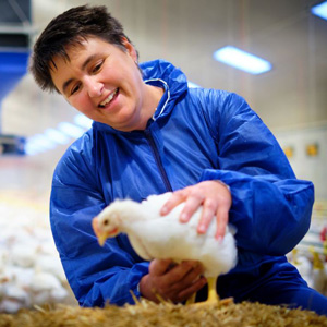Poultry photo